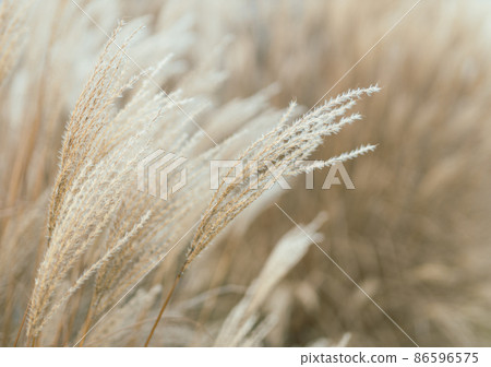 Abstract natural background of soft plants Cortaderia selloana. Pampas grass on a blurry bokeh, Dry reeds boho style. Fluffy stems of tall grass in winter 86596575