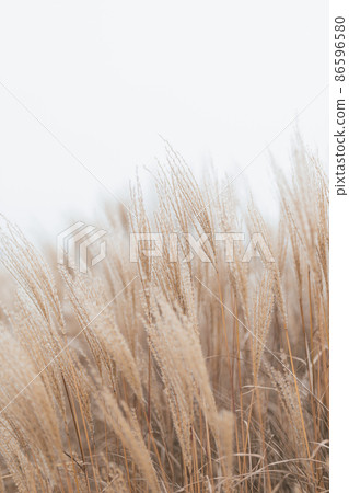 Abstract natural background of soft plants Cortaderia selloana. Pampas grass on a blurry bokeh, Dry reeds boho style. Fluffy stems of tall grass in winter, white background 86596580