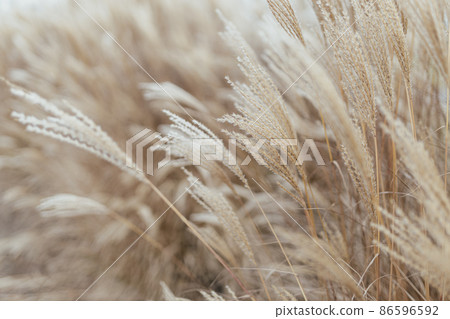 Abstract natural background of soft plants Cortaderia selloana. Pampas grass on a blurry bokeh, Dry reeds boho style. Fluffy stems of tall grass in winter 86596592