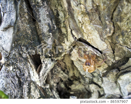 Closeup Molt of Cicada on tree bark 86597907