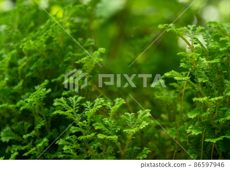 The fine and delicate leaves of the Spike Moss fern The fine and delicate leaves of the Spike Moss fern 86597946