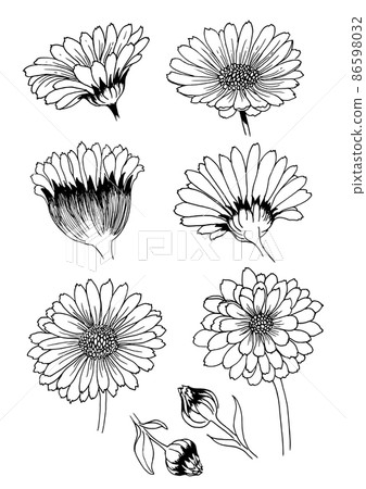 Set of trendy calendula, chamomile flowers for logo or decoration. Line art. Hand drawn wedding decorations, tattoos, nail stickers, elegant leaves for invitation save the card date. Vector Set of trendy calendula, chamomile flowers for logo or decoration. Line art. Hand drawn wedding decorations, tattoos, nail stickers, elegant leaves for invitation save the card date. Vector 86598032