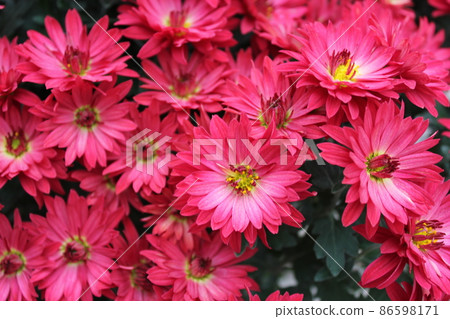 噴媽媽粉色*桃菊花*...噴媽媽粉色... 86598171