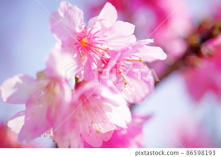 Cold scarlet cherry blossoms that bloom in winter in tropical Okinawa. 86598193