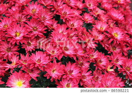 噴媽媽粉色*桃菊花*...噴媽媽粉色... 噴媽媽粉色*桃菊花*...噴媽媽粉色... 86598221