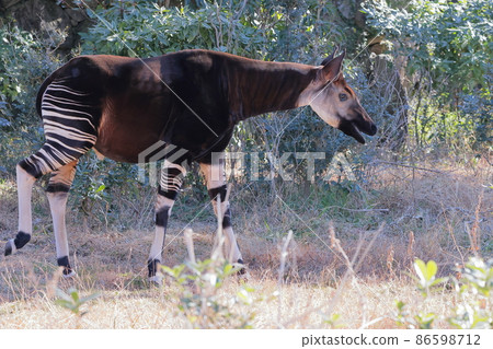 Okapi 86598712