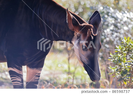 Okapi Okapi 86598737
