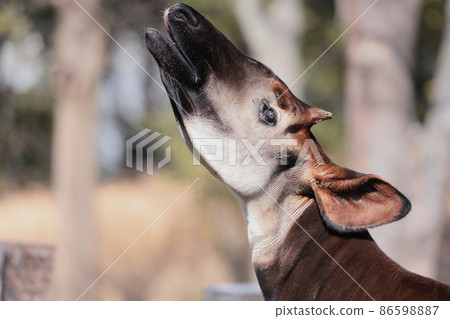 Okapi 86598887