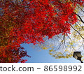 Autumn color if you look up Autumn color if you look up 86598992