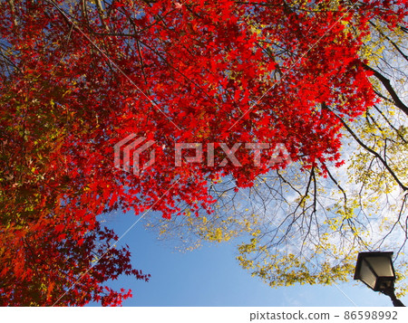 Autumn color if you look up Autumn color if you look up 86598992