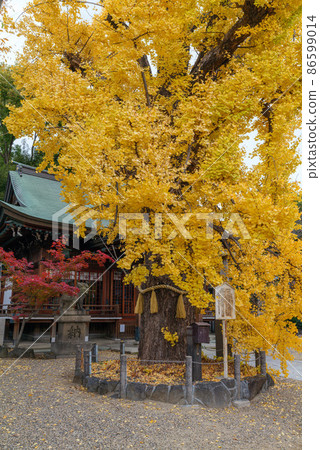 2021年12月8日拍攝的銀杏市城東區中濱白山神社 2021年12月8日拍攝的銀杏市城東區中濱白山神社 86599014