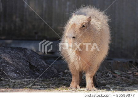 Capybara 86599077