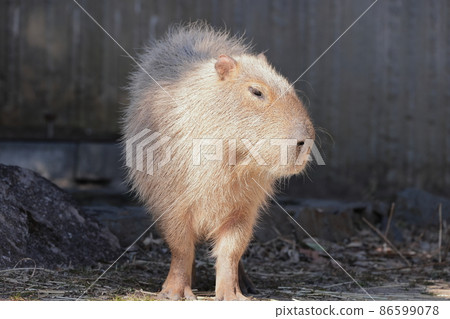 Capybara 86599078