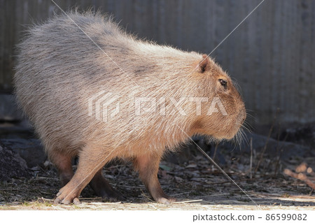 Capybara 86599082