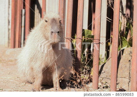 Capybara 86599083