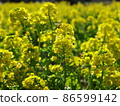 Rape field full of spring sunlight Rape field full of spring sunlight 86599142