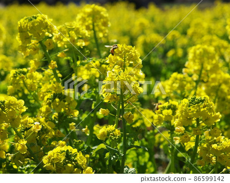 Rape field full of spring sunlight Rape field full of spring sunlight 86599142