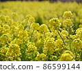 Rape field full of spring sunlight Rape field full of spring sunlight 86599144
