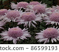 Round chrysanthemums bloom side by side Round chrysanthemums bloom side by side 86599193