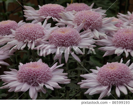 Round chrysanthemums bloom side by side Round chrysanthemums bloom side by side 86599193