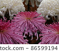 Popped chrysanthemum Popped chrysanthemum 86599194