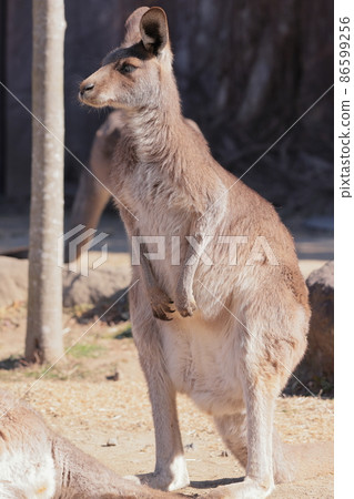 Kangaroo 86599256