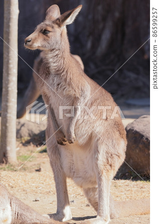 Kangaroo 86599257