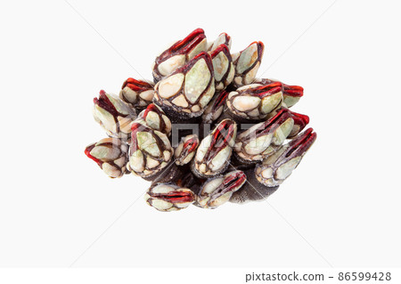 Goose neck barnacle seafood bunch isolated on white Goose neck barnacle seafood bunch isolated on white 86599428