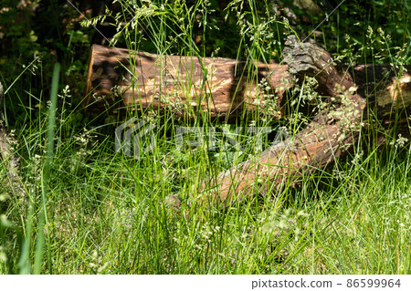 Green natural sunny grassland forest vibrant background 86599964