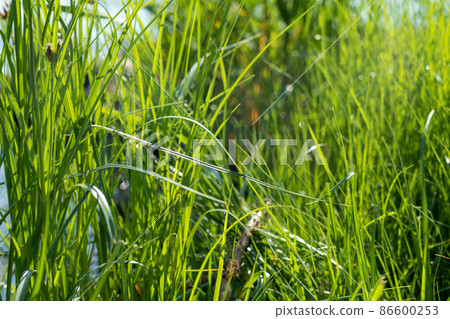 Green grass blades on wild lake blurred background 86600253