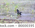 Bathing starling 86600395