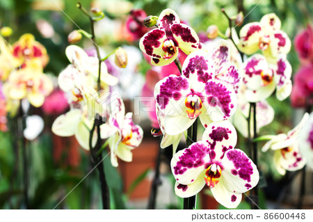 Group of beautiful colorful phalaenopsis orchid flowers 86600448