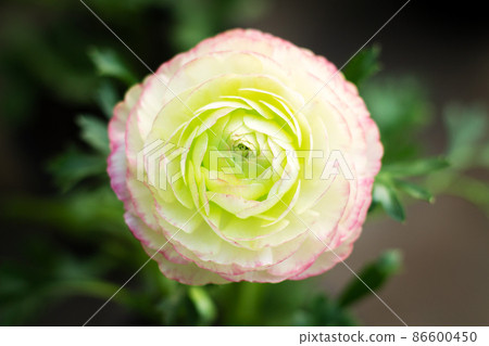 Beautiful fresh buttercup or ranunculus flower top view 86600450