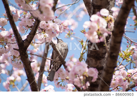 Bulbul singing cherry nectar Bulbul singing cherry nectar 86600903