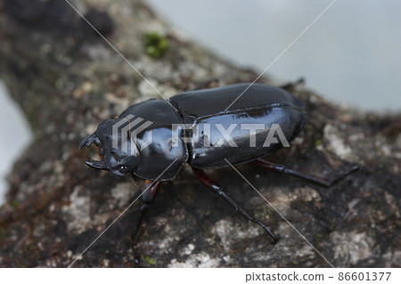 多庫斯箭 (Dorcus arrowi) 多庫斯箭 (Dorcus arrowi) 86601377