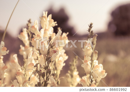 Linaria vulgaris, toadflax. Sepia wild flowers Linaria vulgaris, toadflax. Sepia wild flowers 86601992