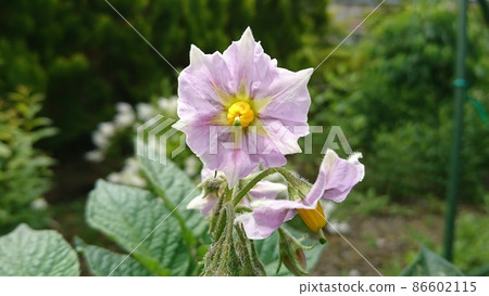 Light purple potato flowers Light purple potato flowers 86602115