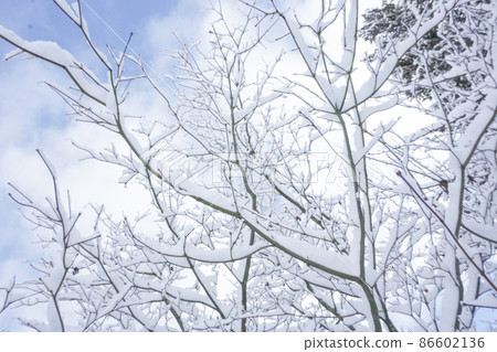 雪和藍天粉雪加拿大 雪和藍天粉雪加拿大 86602136