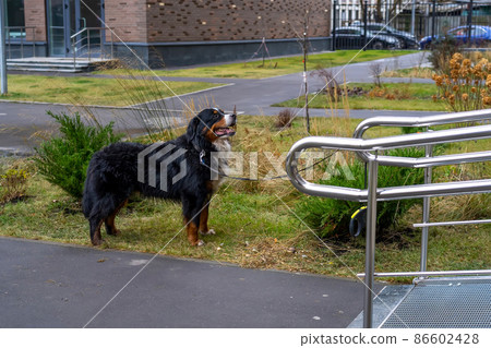 Appenzeller Sennenhund is waiting for owner at store. Dog is tied to railing at entrance to shop. brown dog on leash is waiting for owner near store on street 86602428