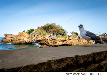 Rock of Basta and seagull in biarritz 86603439