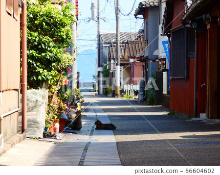 Cat Cat 86604602