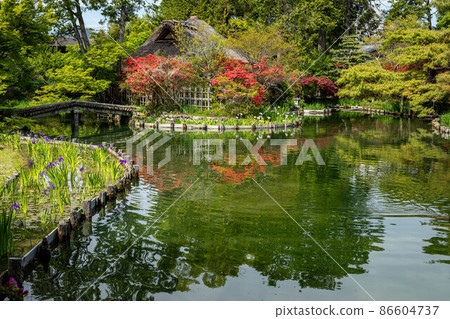 梅宮大社“蘆之夜”，杜鵑花和鳶尾花盛開的池塘中的茶道 86604737