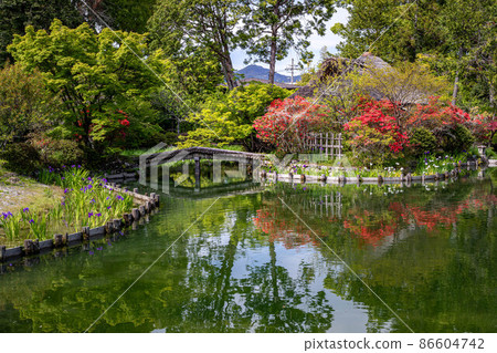 梅宮大社、愛宕山的茶道“蘆之萬屋”和杜鵑花和鳶尾花盛開的池塘的借景 86604742