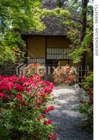 Umenomiya Taisha Shrine, the appearance of the tea ceremony "Ashi no Maroya" where the azaleas are in full bloom 86604751