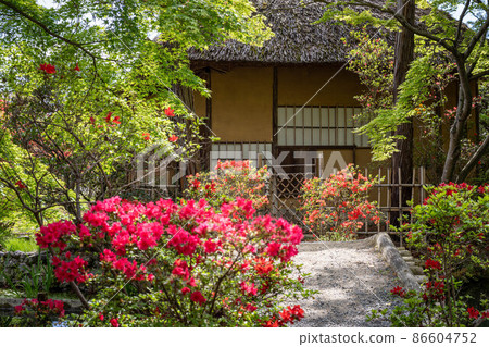 Umenomiya Taisha Shrine, the appearance of the tea ceremony "Ashi no Maroya" where the azaleas are in full bloom 86604752