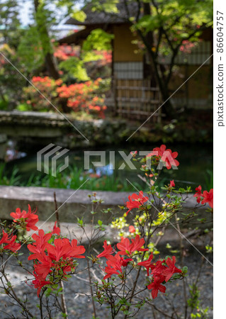 Umenomiya Taisha Shrine, the appearance of the tea ceremony "Ashi no Maroya" where the azaleas are in full bloom Umenomiya Taisha Shrine, the appearance of the tea ceremony "Ashi no Maroya" where the azaleas are in full bloom 86604757