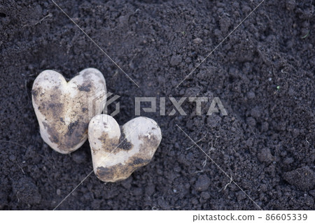 Heart-shaped potatoes Heart-shaped potatoes 86605339