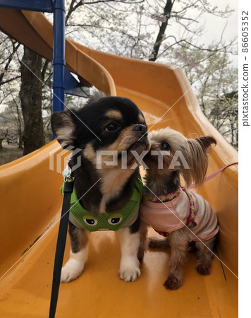 Flower view 86605352