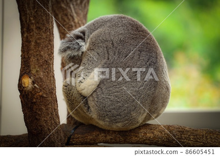 Kagoshima Hirakawa Zoo, Koala dexterously resting on a tree Kagoshima Hirakawa Zoo, Koala dexterously resting on a tree 86605451