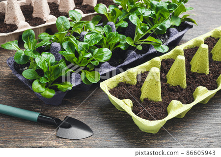 Corn salad or lamb's lettuce in reused egg boxes and gardening tools on a wooden table, sustainable environmental gardening and connecting with nature 86605943